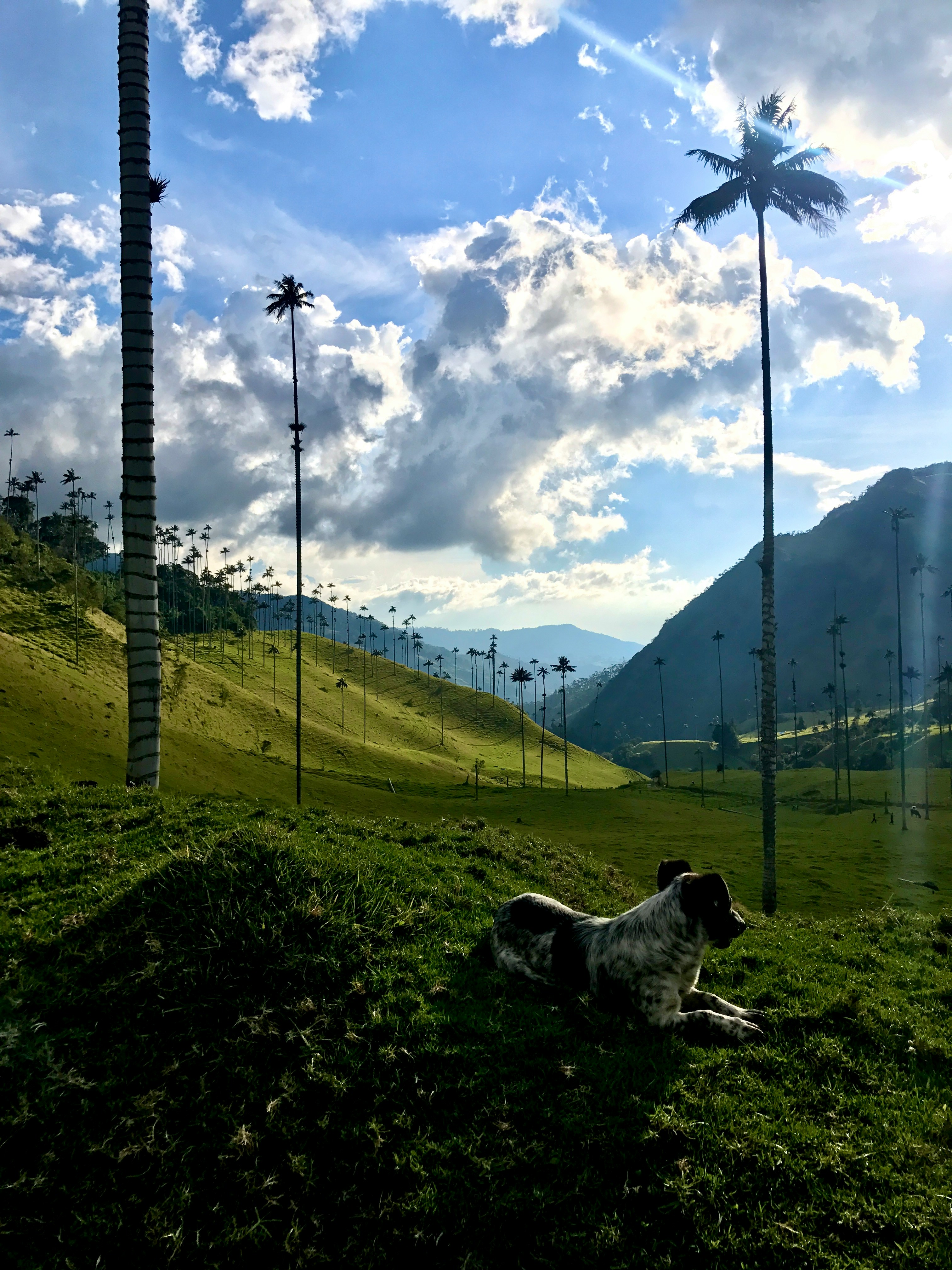 Vale de Cocora com neblina