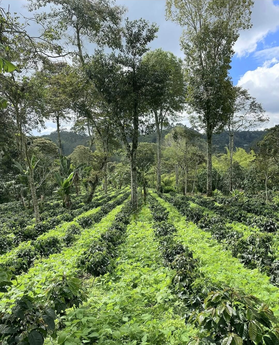 Eixo Cafeteiro, Colômbia