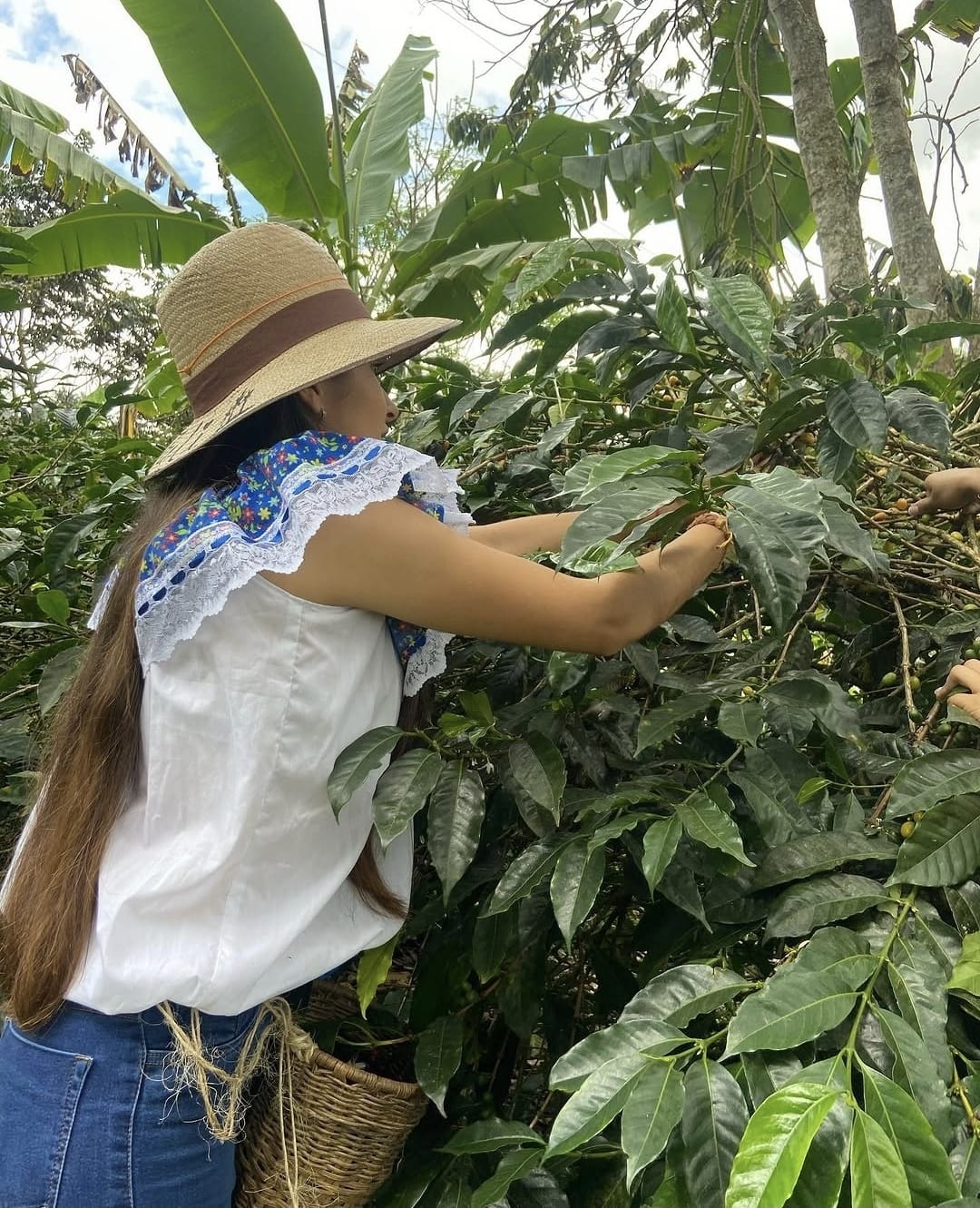Eixo Cafeteiro, Colômbia